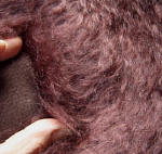 Sonderstoff von Schulte Mohair, ahornrot, ganz lang und dicht mit leichter Welle/Knautsch 